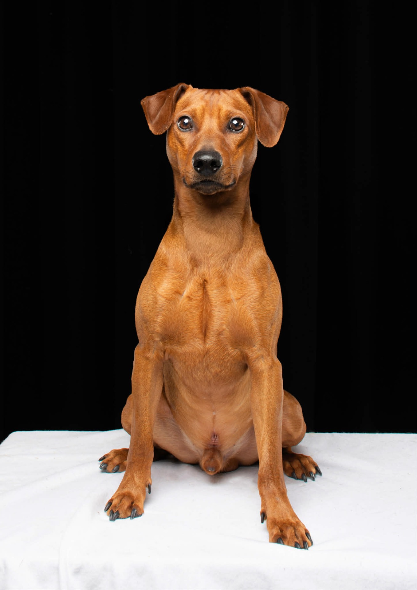 German Pinscher Males :: Zhivarii